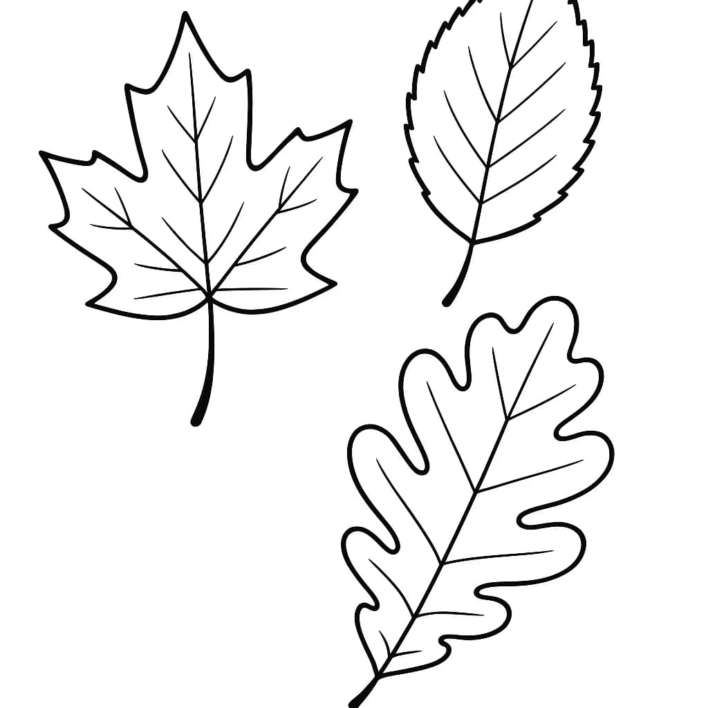 Simple coloring page with three large autumn leaves for preschool children.