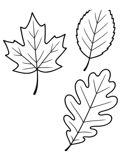 Simple coloring page with three large autumn leaves for preschool children.
